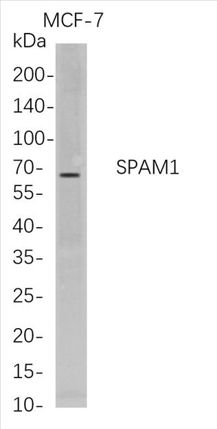 Western Blot analysis of MCF-7 whole cell lysates were separated by 4-20% SDS-PAGE, and the membrane was blotted with anti-SPAM1 rabbit mAb. The HRP-conjugated Goat anti-Rabbit IgG(H + L) antibody was used to detect the antibody.