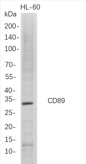 Western Blot analysis of HL-60 whole cell lysates were separated by 4-20% SDS-PAGE, and the membrane was blotted with anti-CD89 rabbit mAb. The HRP-conjugated Goat anti-Rabbit IgG(H + L) antibody was used to detect the antibody.