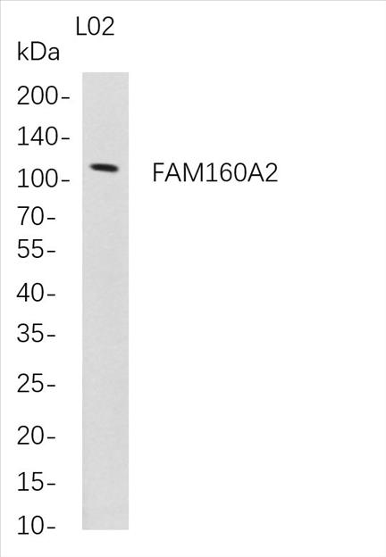 Western Blot analysis of L02 whole cell lysates were separated by 4-20% SDS-PAGE, and the membrane was blotted with anti-FAM160A2 rabbit mAb. The HRP-conjugated Goat anti-Rabbit IgG(H + L) antibody was used to detect the antibody.