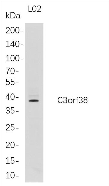 Western Blot analysis of L02 whole cell lysates were separated by 4-20% SDS-PAGE, and the membrane was blotted with anti-C3orf38 rabbit mAb. The HRP-conjugated Goat anti-Rabbit IgG(H + L) antibody was used to detect the antibody.