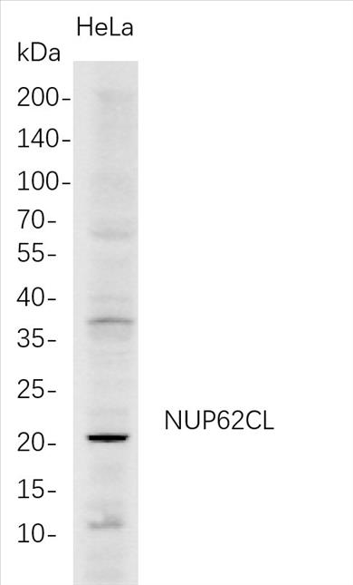 Western Blot analysis of HeLa whole cell lysates were separated by 4-20% SDS-PAGE, and the membrane was blotted with anti-NUP62CL rabbit mAb. The HRP-conjugated Goat anti-Rabbit IgG(H + L) antibody was used to detect the antibody.
