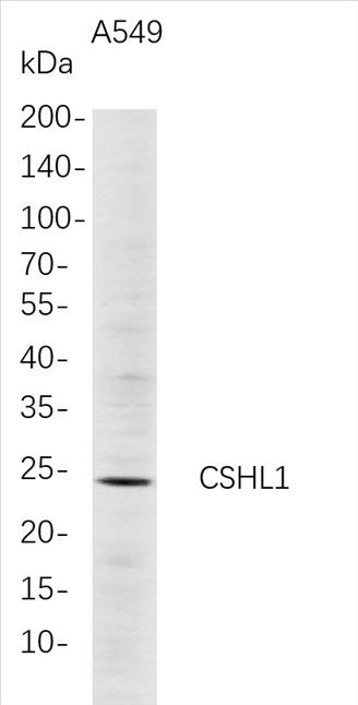 Western Blot analysis of A549 whole cell lysates were separated by 4-20% SDS-PAGE, and the membrane was blotted with anti-CSHL1 rabbit mAb. The HRP-conjugated Goat anti-Rabbit IgG(H + L) antibody was used to detect the antibody.
