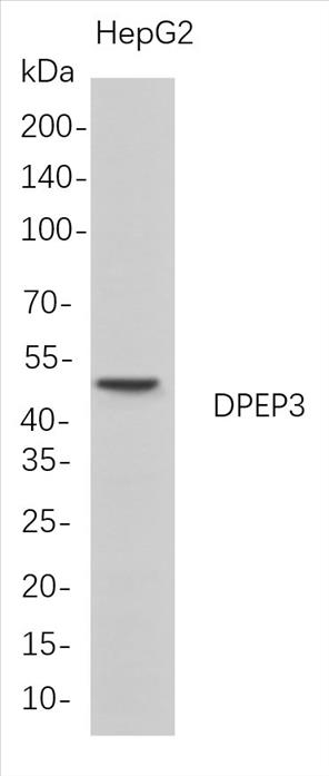 Western Blot analysis of HepG2 whole cell lysates were separated by 4-20% SDS-PAGE, and the membrane was blotted with anti-DPEP3 rabbit mAb. The HRP-conjugated Goat anti-Rabbit IgG(H + L) antibody was used to detect the antibody.
