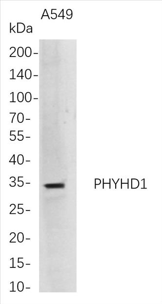 Western Blot analysis of A549 whole cell lysates were separated by 4-20% SDS-PAGE, and the membrane was blotted with anti-PHYHD1 rabbit mAb. The HRP-conjugated Goat anti-Rabbit IgG(H + L) antibody was used to detect the antibody.