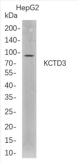 Western Blot analysis of HepG2 whole cell lysates were separated by 4-20% SDS-PAGE, and the membrane was blotted with anti-KCTD3 rabbit mAb. The HRP-conjugated Goat anti-Rabbit IgG(H + L) antibody was used to detect the antibody.