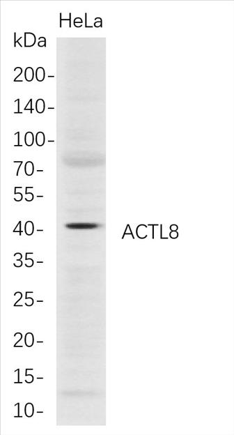 Western Blot analysis of HeLa whole cell lysates were separated by 4-20% SDS-PAGE, and the membrane was blotted with anti-ACTL8 rabbit mAb. The HRP-conjugated Goat anti-Rabbit IgG(H + L) antibody was used to detect the antibody.