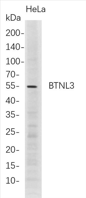 Western Blot analysis of HeLa whole cell lysates were separated by 4-20% SDS-PAGE, and the membrane was blotted with anti-BTNL3 rabbit mAb. The HRP-conjugated Goat anti-Rabbit IgG(H + L) antibody was used to detect the antibody.