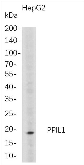 Western Blot analysis of HepG2 whole cell lysates were separated by 4-20% SDS-PAGE, and the membrane was blotted with anti-PPIL1 rabbit mAb. The HRP-conjugated Goat anti-Rabbit IgG(H + L) antibody was used to detect the antibody.