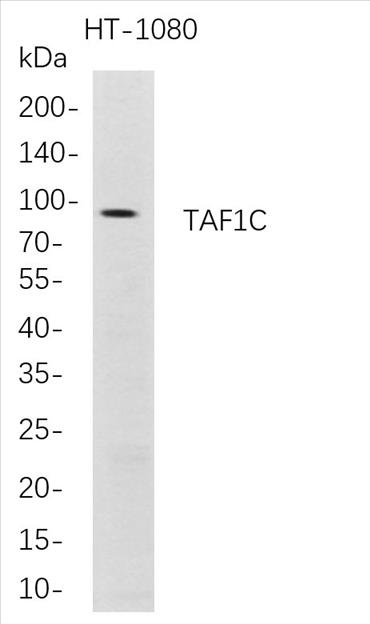 Western Blot analysis of HT-1080 whole cell lysates were separated by 4-20% SDS-PAGE, and the membrane was blotted with anti-TAF1C rabbit mAb. The HRP-conjugated Goat anti-Rabbit IgG(H + L) antibody was used to detect the antibody.