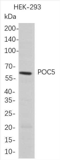 Western Blot analysis of HEK-293 whole cell lysates were separated by 4-20% SDS-PAGE, and the membrane was blotted with anti-POC5 rabbit mAb. The HRP-conjugated Goat anti-Rabbit IgG(H + L) antibody was used to detect the antibody.