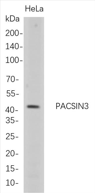 Western Blot analysis of HeLa whole cell lysates were separated by 4-20% SDS-PAGE, and the membrane was blotted with anti-PACSIN3 rabbit mAb. The HRP-conjugated Goat anti-Rabbit IgG(H + L) antibody was used to detect the antibody.