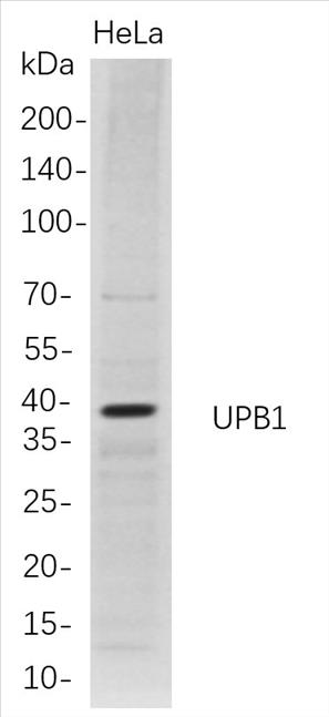 Western Blot analysis of HeLa whole cell lysates were separated by 4-20% SDS-PAGE, and the membrane was blotted with anti-UPB1 rabbit mAb. The HRP-conjugated Goat anti-Rabbit IgG(H + L) antibody was used to detect the antibody.