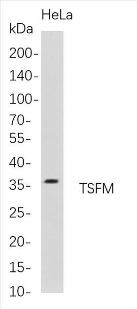 Western Blot analysis of HeLa whole cell lysates were separated by 4-20% SDS-PAGE, and the membrane was blotted with anti-TSFM rabbit mAb. The HRP-conjugated Goat anti-Rabbit IgG(H + L) antibody was used to detect the antibody.