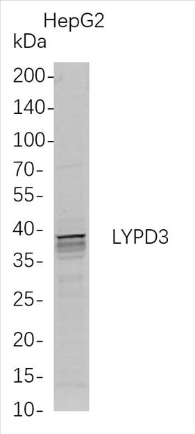 Western Blot analysis of HepG2 whole cell lysates were separated by 4-20% SDS-PAGE, and the membrane was blotted with anti-LYPD3 rabbit mAb. The HRP-conjugated Goat anti-Rabbit IgG(H + L) antibody was used to detect the antibody.