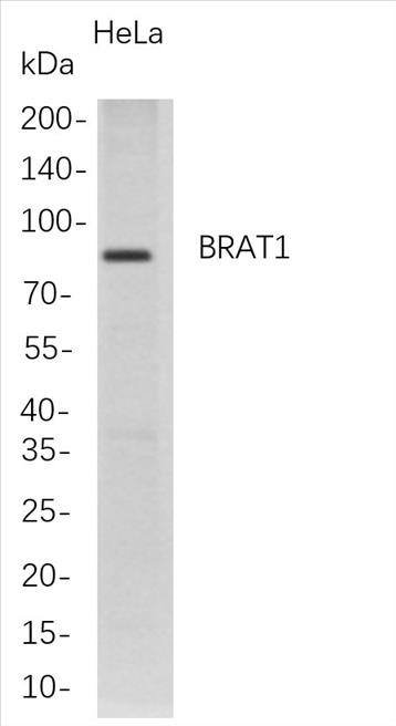 Western Blot analysis of HeLa whole cell lysates were separated by 4-20% SDS-PAGE, and the membrane was blotted with anti-BRAT1 rabbit mAb. The HRP-conjugated Goat anti-Rabbit IgG(H + L) antibody was used to detect the antibody.