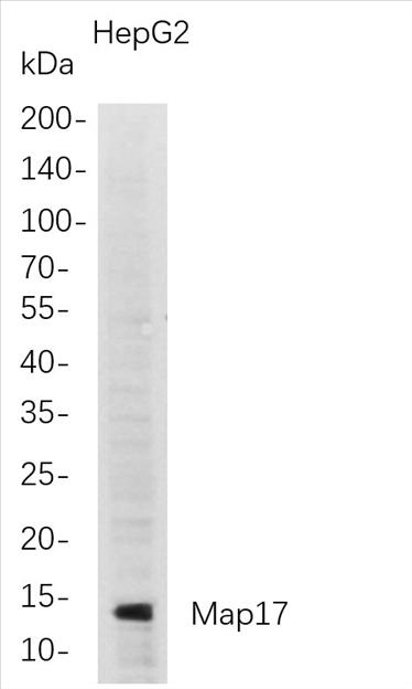 Western Blot analysis of HepG2 whole cell lysates were separated by 4-20% SDS-PAGE, and the membrane was blotted with anti-Map17 rabbit mAb. The HRP-conjugated Goat anti-Rabbit IgG(H + L) antibody was used to detect the antibody.