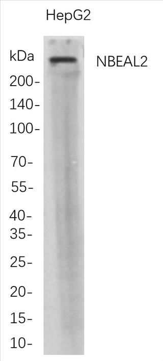 Western Blot analysis of HepG2 whole cell lysates were separated by 4-20% SDS-PAGE, and the membrane was blotted with anti-NBEAL2 rabbit mAb. The HRP-conjugated Goat anti-Rabbit IgG(H + L) antibody was used to detect the antibody.