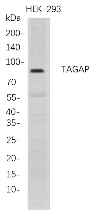 Western Blot analysis of HEK-293Â Â  whole cell lysates were separated by 4-20% SDS-PAGE, and the membrane was blotted with anti-TAGAP rabbit mAb. The HRP-conjugated Goat anti-Rabbit IgG(H + L) antibody was used to detect the antibody.
