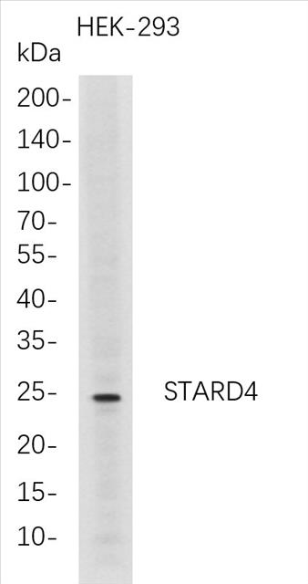 Western Blot analysis of HEK-293Â Â  whole cell lysates were separated by 4-20% SDS-PAGE, and the membrane was blotted with anti-STARD4 rabbit mAb. The HRP-conjugated Goat anti-Rabbit IgG(H + L) antibody was used to detect the antibody.