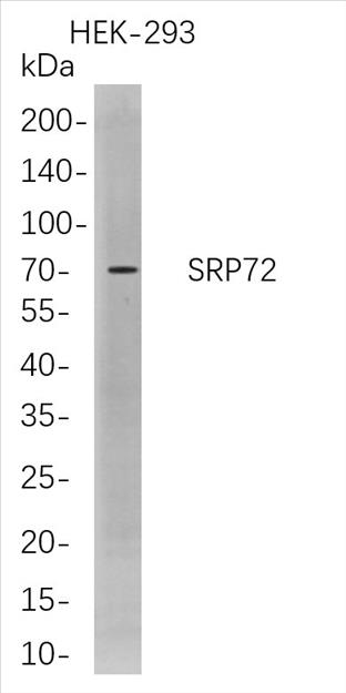 Western Blot analysis of HEK-293Â Â  whole cell lysates were separated by 4-20% SDS-PAGE, and the membrane was blotted with anti-SRP72 rabbit mAb. The HRP-conjugated Goat anti-Rabbit IgG(H + L) antibody was used to detect the antibody.