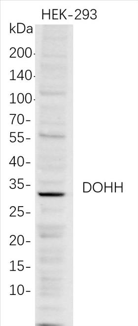 Western Blot analysis of HEK-293Â Â  whole cell lysates were separated by 4-20% SDS-PAGE, and the membrane was blotted with anti-DOHH rabbit mAb. The HRP-conjugated Goat anti-Rabbit IgG(H + L) antibody was used to detect the antibody.