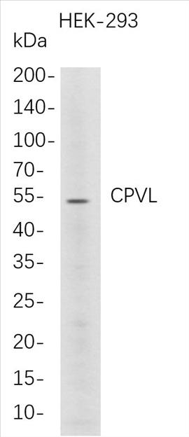 Western Blot analysis of HEK-293Â Â  whole cell lysates were separated by 4-20% SDS-PAGE, and the membrane was blotted with anti-CPVL rabbit mAb. The HRP-conjugated Goat anti-Rabbit IgG(H + L) antibody was used to detect the antibody.