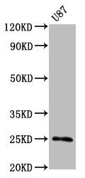 Western Blot; Positive WB detected in U87 whole cell lysate; All lanes CD9 antibody at 0.55Âµg/ml; Secondary; Goat polyclonal to rabbit IgG at 1/50000 dilution; Predicted band size: 25 KDa; Observed band size: 25 KDa;