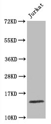 Western Blot; Positive WB detected in Jurkat whole cell lysate; All lanes Histone H3.1 antibody at 1.5Âµg/ml; Secondary; Goat polyclonal to rabbit IgG at 1/50000 dilution; Predicted band size: 15 KDa; Observed band size: 15 KDa;