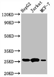 Western Blot; Positive WB detected in:HepG2 whole cell lysate,Jurkat whole cell lysate,MCF-7 whole cell lysate; All lanes:BCL2 antibody at 1Âµg/ml; Secondary; Goat polyclonal to rabbit IgG at 1/50000 dilution; Predicted band size: 26 KDa; Observed band size: 26 KDa;