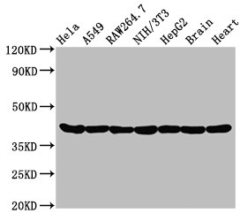 Western Blot; Positive WB detected in: Hela whole cell lysate, A549 whole cell lysate, Raw264.7 whole cell lysate, NIH/3T3 whole cell lysate, HepG2 whole cell lysate, Rat brain tissue, Rat heart tissue; All lanes: Actin antibody at 0.95Âµg/ml; Secondary; Goat polyclonal to rabbit IgG at 1/50000 dilution; Predicted band size: 42 KDa; Observed band size: 42 KDa;