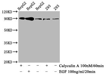 Western Blot; Positive WB detected in HepG2 whole cell lysate,293 whole cell lysate(treated with Calyculin A or EGF); All lanes Phospho-NFE2L2 antibody at 0.8Âµg/ml; Secondary; Goat polyclonal to rabbit IgG at 1/50000 dilution; Predicted band size: 90 KDa; Observed band size: 90 KDa;