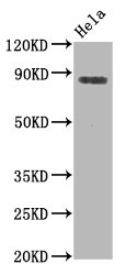 Western Blot; Positive WB detected in Hela whole cell lysate; All lanes Phospho-HSF1 antibody at 0.8Âµg/ml; Secondary; Goat polyclonal to rabbit IgG at 1/50000 dilution; Predicted band size: 82 KDa; Observed band size: 82 KDa;