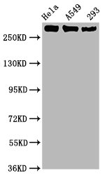 Western Blot; Positive WB detected in Hela whole cell lysate,A549 whole cell lysate,293 whole cell lysate; All lanes Phospho-POLR2A antibody at 1.02Âµg/ml; Secondary; Goat polyclonal to rabbit IgG at 1/50000 dilution; Predicted band size: 270 KDa; Observed band size: 270 KDa;
