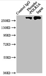 Immunoprecipitating Phospho-POLR2A in Hela whole cell lysate; , Lane 1: Rabbit control IgG(1Âµg)instead in Hela whole cell lysate., For western blotting,a HRP-conjugated Protein G antibody was used as the secondary antibody (1/2000); , Lane 2: RAC07012(3Âµg)+ Hela whole cell lysate(1mg); , Lane 3: Hela whole cell lysate (20Âµg);