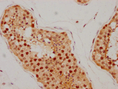 IHC image diluted at 1:205 and staining in paraffin-embedded human testis tissue performed on a Leica BondTM system. After dewaxing and hydration, antigen retrieval was mediated by high pressure in a citrate buffer (pH 6.0). Section was blocked with 10% normal goat serum 30min at RT. Then primary antibody (1% BSA) was incubated at 4? overnight. The primary is detected by a biotinylated secondary antibody and visualized using an HRP conjugated SP system.