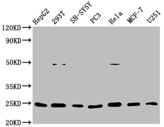 Western Blot; Positive WB detected in: HepG2 whole cell lysate, 293T whole cell lysate, SH-SY5Y whole cell lysate, PC3 whole cell lysate, Hela whole cell lysate, MCF-7 whole cell lysate, U251 whole cell lysate; All lanes: GDNF antibody at 1Âµg/ml; Secondary; Goat polyclonal to rabbit IgG at 1/50000 dilution; Predicted band size: 24, 21, 26, 23, 19 KDa; Observed band size: 24 KDa;
