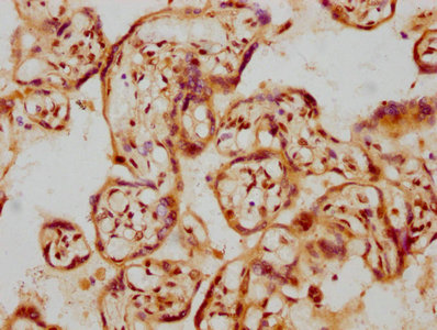 IHC image diluted at 1:107.5 and staining in paraffin-embedded human placenta tissue performed on a Leica BondTM system. After dewaxing and hydration, antigen retrieval was mediated by high pressure in a citrate buffer (pH 6.0). Section was blocked with 10% normal goat serum 30min at RT. Then primary antibody (1% BSA) was incubated at 4? overnight. The primary is detected by a biotinylated secondary antibody and visualized using an HRP conjugated SP system.