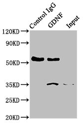 Immunoprecipitating GDNF in Hela whole cell lysate; , Lane 1: Rabbit control IgG instead in Hela whole cell lysate., For western blotting, a HRP-conjugated Protein G antibody was used as the secondary antibody (1/2000); , Lane 2: RAC07017 (3Âµg) + Hela whole cell lysate (500Âµg); , Lane 3: Hela whole cell lysate (20Âµg);