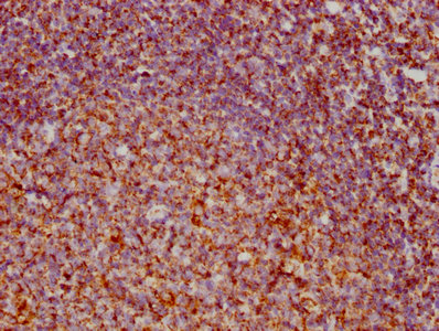 IHC image diluted at 1:73.125 and staining in paraffin-embedded human tonsil tissue performed on a Leica BondTM system. After dewaxing and hydration, antigen retrieval was mediated by high pressure in a citrate buffer (pH 6.0). Section was blocked with 10% normal goat serum 30min at RT. Then primary antibody (1% BSA) was incubated at 4? overnight. The primary is detected by a biotinylated secondary antibody and visualized using an HRP conjugated SP system.