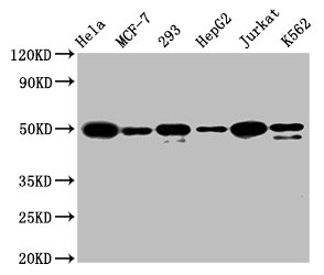 Western Blot; Positive WB detected in: Hela whole cell lysate, MCF-7 whole cell lysate, 293 whole cell lysate, HepG2 whole cell lysate, Jurkat whole cell lysate, K562 whole cell lysate; All lanes: ATF4 antibody at 1.6Âµg/ml; Secondary; Goat polyclonal to rabbit IgG at 1/50000 dilution; Predicted band size: 39 KDa; Observed band size: 50 KDa;
