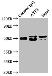 Immunoprecipitating ATF4 in Hela whole cell lysate; , Lane 1: Rabbit control IgG instead in Hela whole cell lysate., For western blotting, a HRP-conjugated Protein G antibody was used as the secondary antibody (1/2000); , Lane 2: RAC07020 (3Âµg) + Hela whole cell lysate (500Âµg); , Lane 3: Hela whole cell lysate (20Âµg);