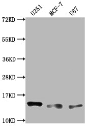 Western Blot; Positive WB detected in: U251 whole cell lysate, MCF-7 whole cell lysate, U87 whole cell lysate; All lanes: TNFRSF12A antibody at 1:2000; Secondary; Goat polyclonal to rabbit IgG at 1/50000 dilution; Predicted band size: 14, 11 kD; Observed band size: 14 kDa;
