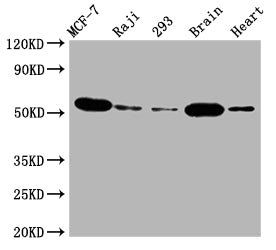 Western Blot; Positive WB detected in: MCF-7 whole cell lysate, Raji whole cell lysate, 293 whole cell lysate, Mouse brain tissue, Rat heart tissue; All lanes: AKT1 antibody at 1:2000; Secondary; Goat polyclonal to rabbit IgG at 1/50000 dilution; Predicted band size: 56 kDa; Observed band size: 56 kDa;