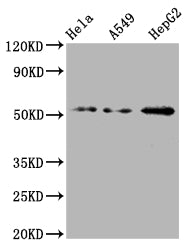 Western Blot; Positive WB detected in: Hela whole cell lysate, A549 whole cell lysate, HepG2 whole cell lysate; All lanes: CD47 antibody at 1:2000; Secondary; Goat polyclonal to rabbit IgG at 1/50000 dilution; Predicted band size: 36, 32, 34 kDa; Observed band size: 55 kDa;