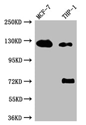 Western Blot; Positive WB detected in: MCF-7 whole cell lysate, THP-1 whole cell lysate; All lanes: Androgen Receptor antibody at 1:1000; Secondary; Goat polyclonal to rabbit IgG at 1/50000 dilution; Predicted band size: 100, 45, 68, kDa; Observed band size: 125 kDa;