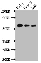 Western Blot; Positive WB detected in: Hela whole cell lysate, HepG2 whole cell lysate, L02 whole cell lysate; All lanes: CYP1A2 antibody at 1:1000; Secondary; Goat polyclonal to rabbit IgG at 1/50000 dilution; Predicted band size: 59 kDa; Observed band size: 59 kDa;
