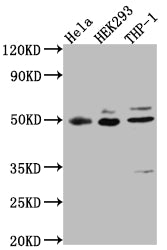 Western Blot; Positive WB detected in: Hela whole cell lysate, HEK293 whole cell lysate, THP-1 whole cell lysate; All lanes: MAPKAPK2 antibody at 1:1000; Secondary; Goat polyclonal to rabbit IgG at 1/50000 dilution; Predicted band size: 46, 43 kDa; Observed band size: 49 kDa;
