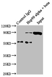Immunoprecipitating Hsp90 alpha + beta in Hela whole cell lysate; Lane 1: Rabbit control IgG instead in Hela whole cell lysate. For western blotting, a HRP-conjugated Protein G antibody was used as the secondary antibody (1/2000); Lane 2: RAC07044 (3Âµg) + Hela whole cell lysate (500Âµg); Lane 3: Hela whole cell lysate (20Âµg);