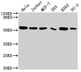 Western Blot; Positive WB detected in: Hela whole cell lysate, Jurkat whole cell lysate, MCF-7 whole cell lysate, 293 whole cell lysate, K562 whole cell lysate, PC-3 whole cell lysate; All lanes: CDC37 antibody at 1:2000; Secondary; Goat polyclonal to rabbit IgG at 1/50000 dilution; Predicted band size: 45 kDa; Observed band size: 50 kDa;
