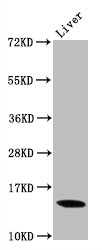 Western Blot; Positive WB detected in Mouse liver tissue; All lanes Di-methyl-Histone H3.1(K9)antibody at 0.9Âµg/ml; Secondary; Goat polyclonal to rabbit IgG at 1/50000 dilution; Predicted band size: 15 KDa; Observed band size: 15 KDa;